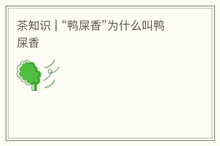 茶知识 | “鸭屎香”为什么叫鸭屎香