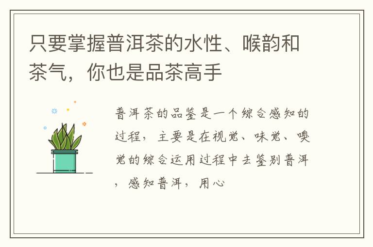 只要掌握普洱茶的水性、喉韵和茶气，你也是品茶高手