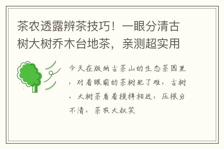 茶农透露辨茶技巧！一眼分清古树大树乔木台地茶，亲测超实用