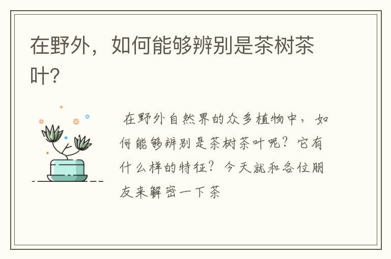 在野外，如何能够辨别是茶树茶叶？