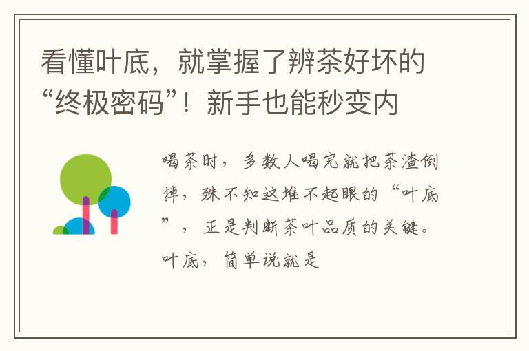 看懂叶底，就掌握了辨茶好坏的“终极密码”！新手也能秒变内行人
