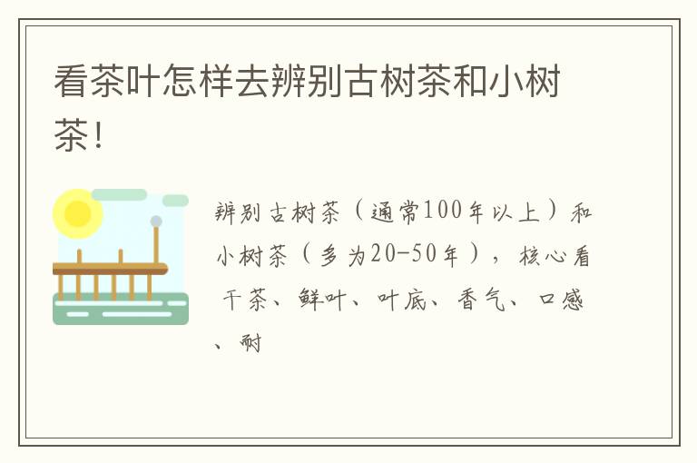 看茶叶怎样去辨别古树茶和小树茶！