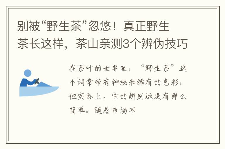 别被“野生茶”忽悠！真正野生茶长这样，茶山亲测3个辨伪技巧