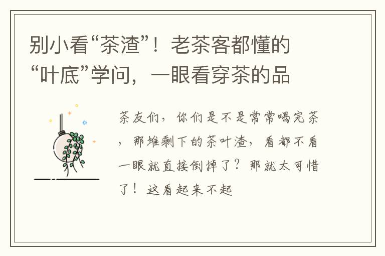别小看“茶渣”！老茶客都懂的“叶底”学问，一眼看穿茶的品质！
