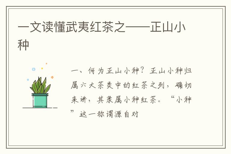 一文读懂武夷红茶之——正山小种