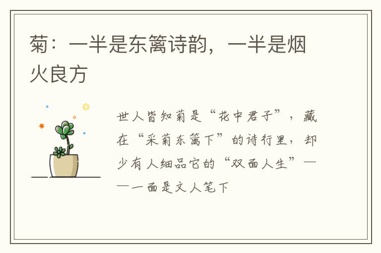 菊：一半是东篱诗韵，一半是烟火良方