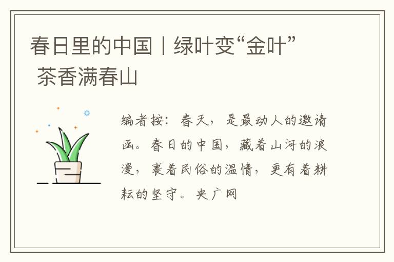 春日里的中国丨绿叶变“金叶” 茶香满春山