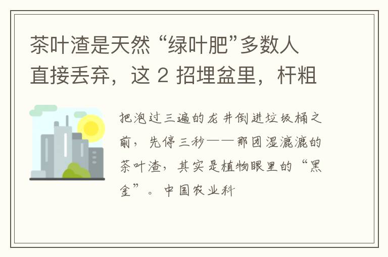 茶叶渣是天然 “绿叶肥”多数人直接丢弃，这 2 招埋盆里，杆粗