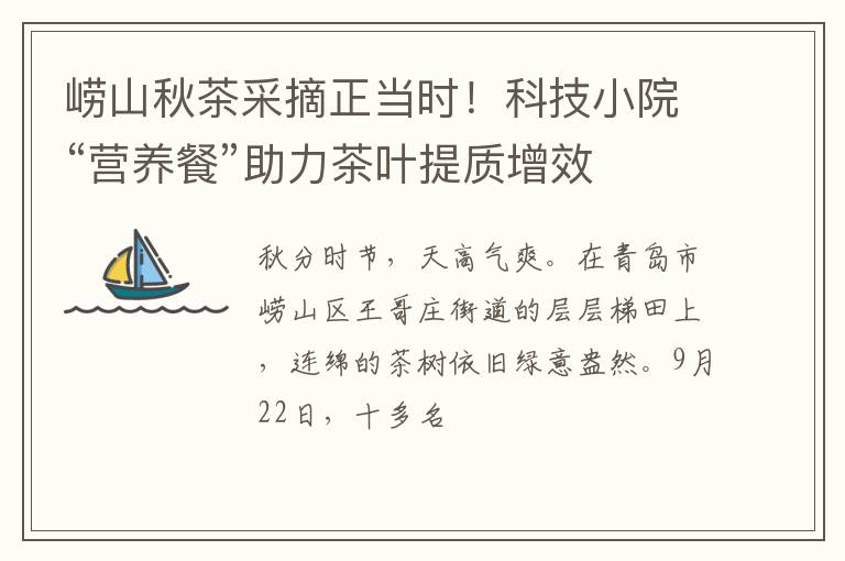 崂山秋茶采摘正当时!科技小院“营养餐”助力茶叶提质增效