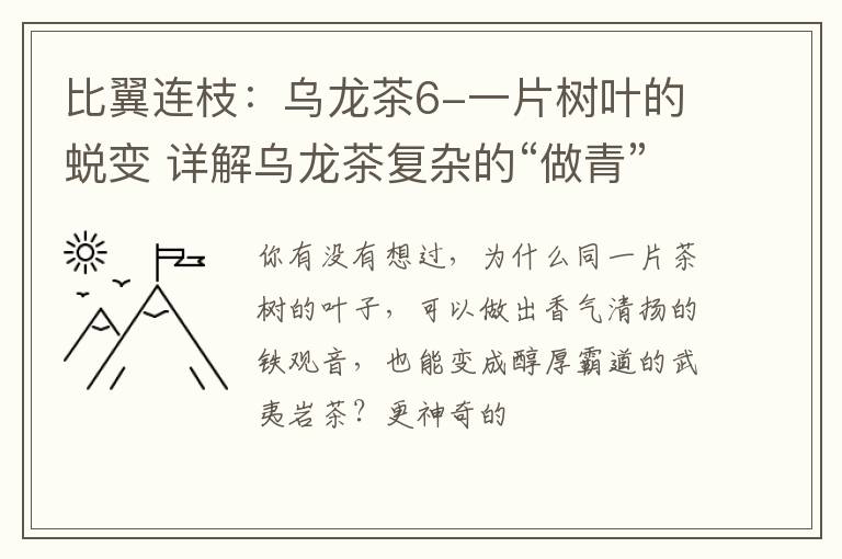比翼连枝：乌龙茶6-一片树叶的蜕变 详解乌龙茶复杂的“做青”工艺