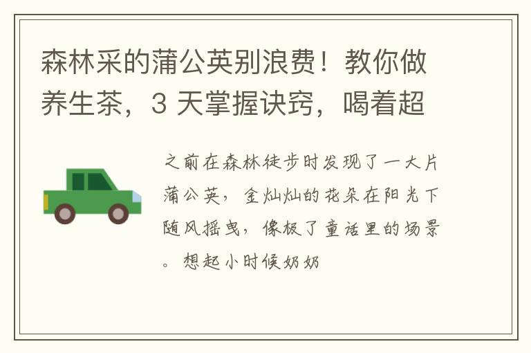森林采的蒲公英别浪费!教你做养生茶,3 天掌握诀窍,喝着超舒服