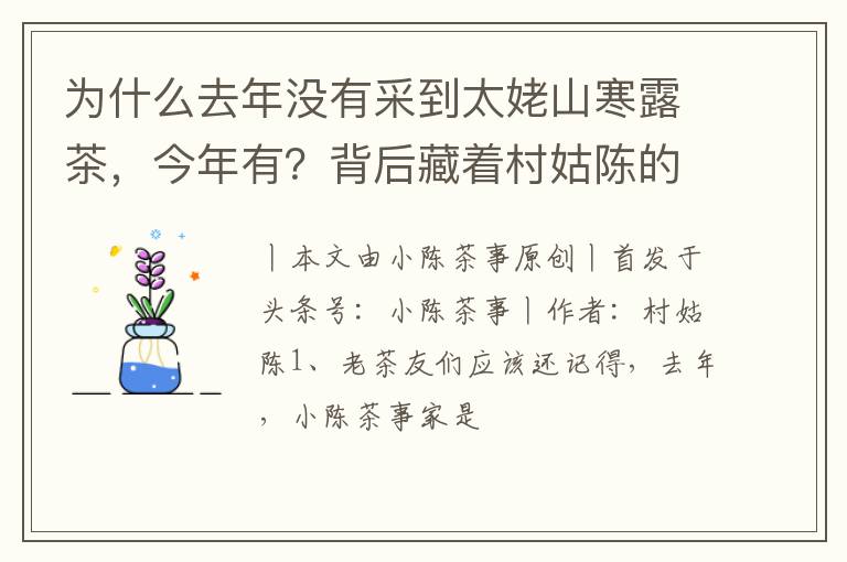 为什么去年没有采到太姥山寒露茶，今年有？背后藏着村姑陈的诚意