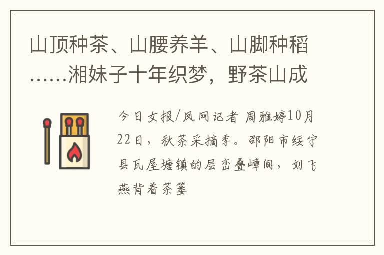 山顶种茶、山腰养羊、山脚种稻……湘妹子十年织梦，野茶山成“黄金银行”