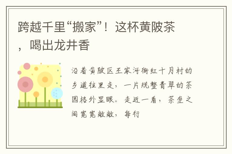 跨越千里“搬家”！这杯黄陂茶，喝出龙井香