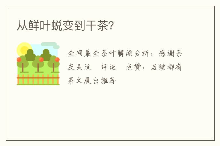 从鲜叶蜕变到干茶？