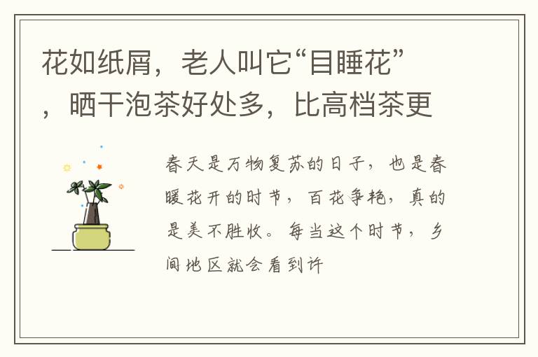 花如纸屑，老人叫它“目睡花”，晒干泡茶好处多，比高档茶更美味