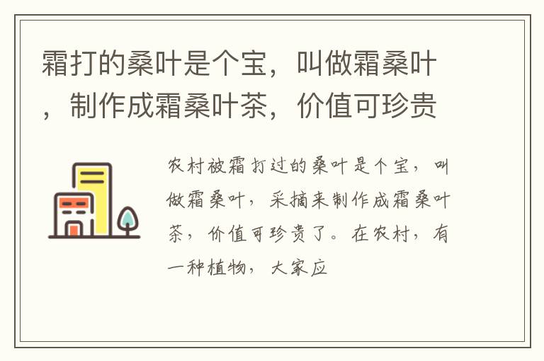 霜打的桑叶是个宝,叫做霜桑叶,制作成霜桑叶茶,价值可珍贵了