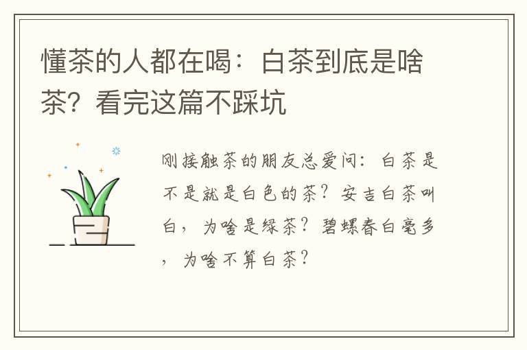 懂茶的人都在喝：白茶到底是啥茶？看完这篇不踩坑