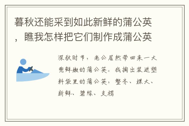 暮秋还能采到如此新鲜的蒲公英，瞧我怎样把它们制作成蒲公英茶？