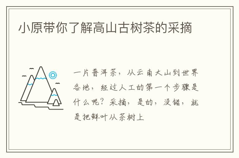 小原带你了解高山古树茶的采摘