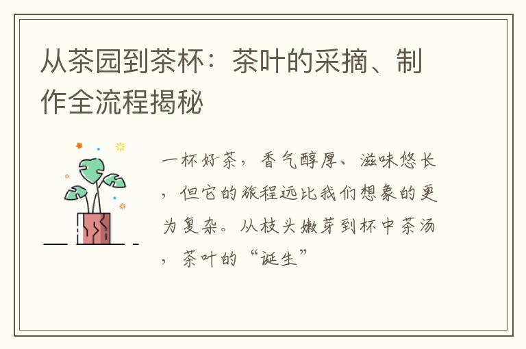 从茶园到茶杯:茶叶的采摘、制作全流程揭秘